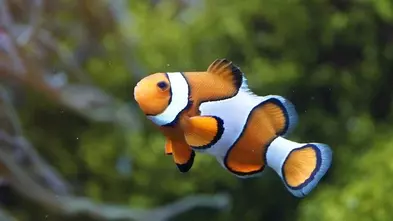 Orange Clownfish / False percula clownfish